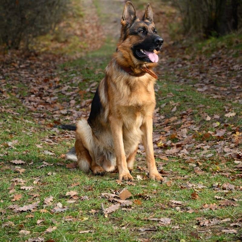 Berger Allemand sur herbe verte, chien de travail polyvalent