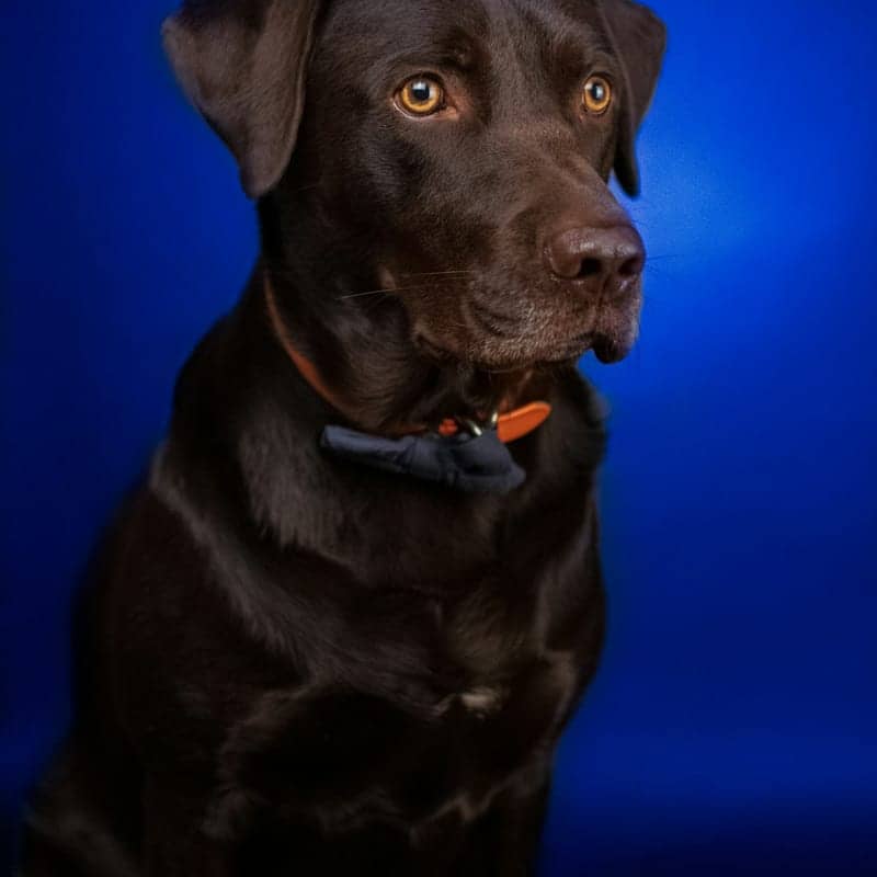 Labrador chocolat adulte en portrait sur fond bleu, race de chien de famille la plus populaire