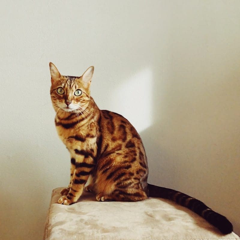 Bengal tigré marron