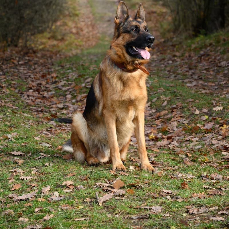 Berger Allemand sur herbe verte
