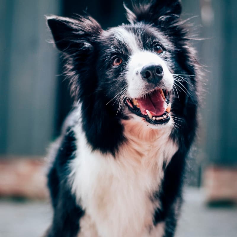 Border Collie noir et blanc en plein soleil