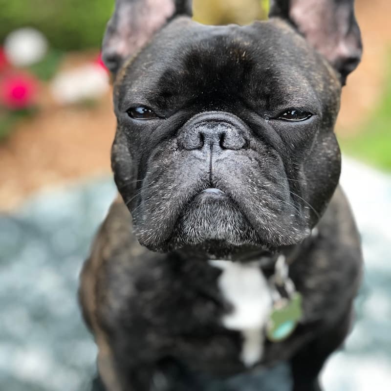 Bouledogue Français gris en portrait