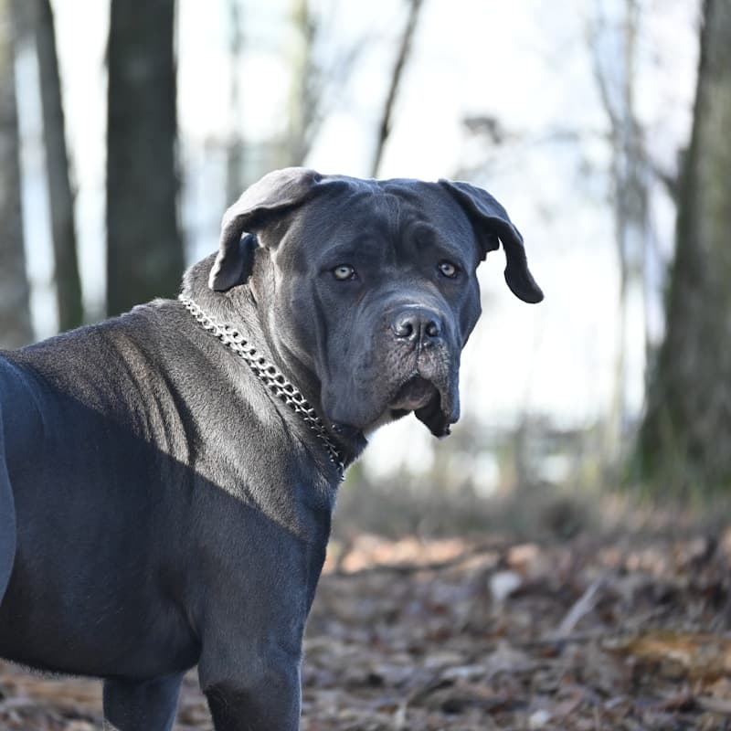 Cane Corso noir en automne