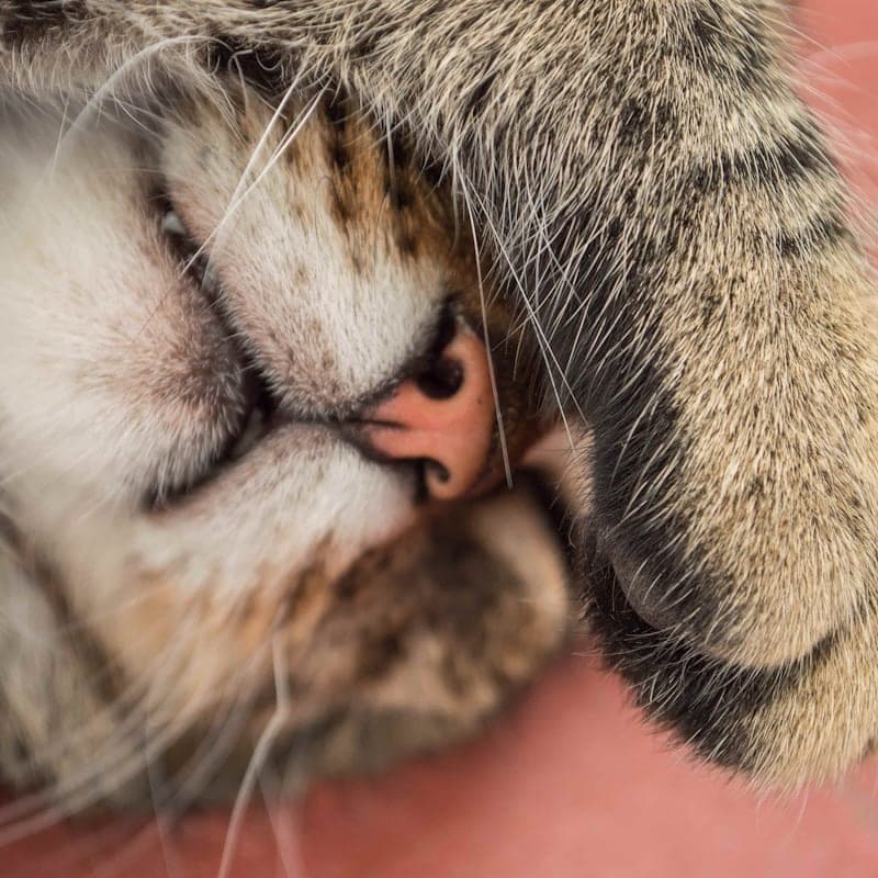 Chat européen tigré
