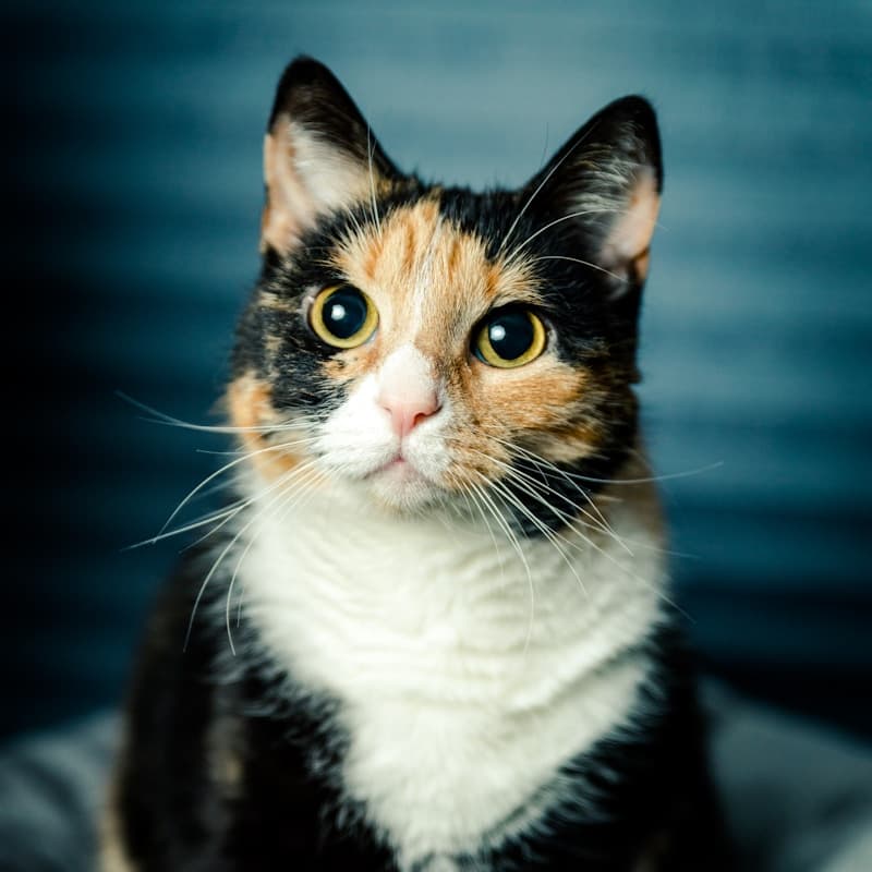 Chat tigré en portrait sur fond gris