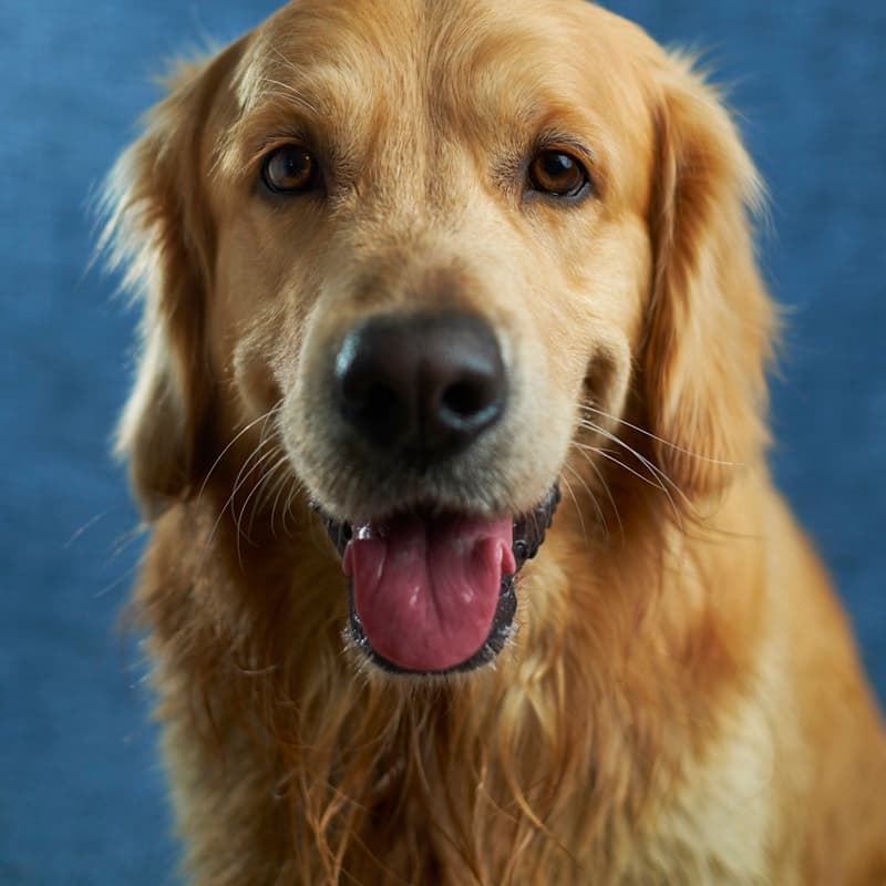 Golden Retriever heureux en portrait