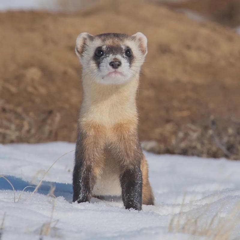 Furet blanc et brun dans la neige