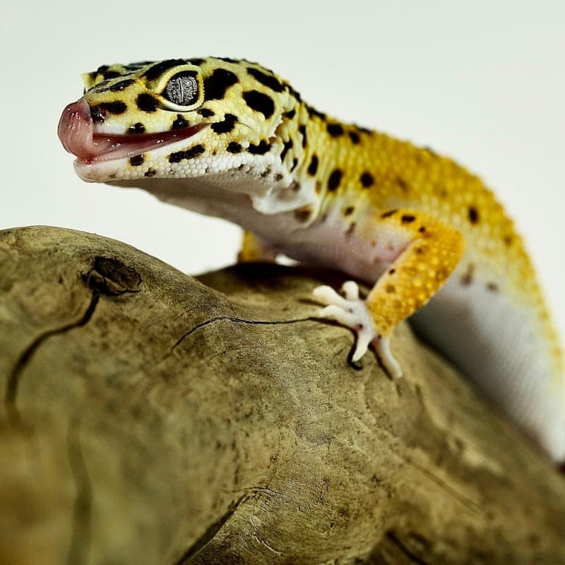 Gecko léopard sur branche