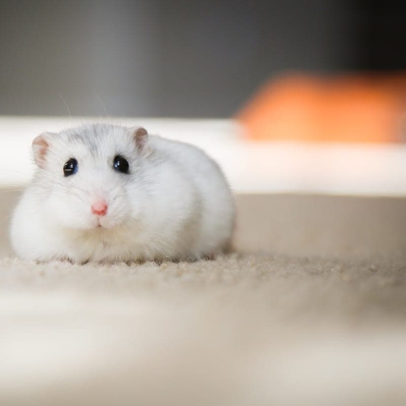 Hamster nain russe blanc