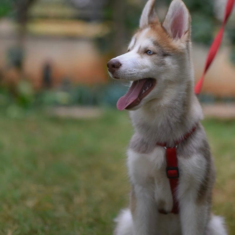Chiot Husky Sibérien aux yeux bleus avec harnais rouge, chien de traîneau russe