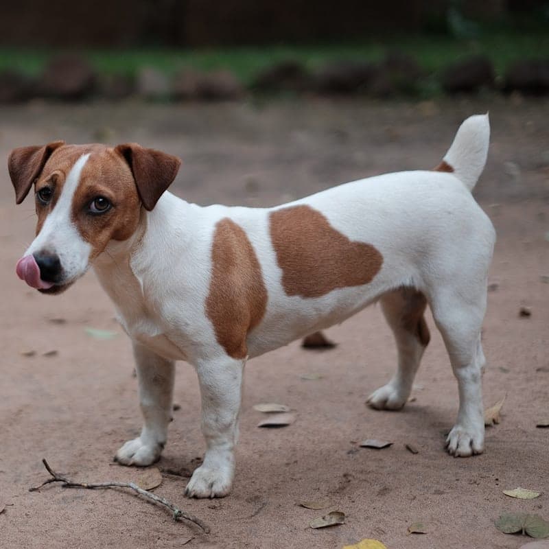 Jack Russell Terrier blanc et brun, petit terrier de chasse anglais