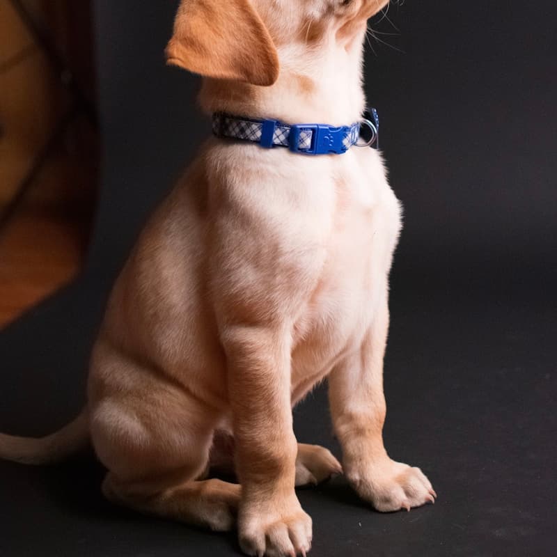 Chiot Labrador jaune assis