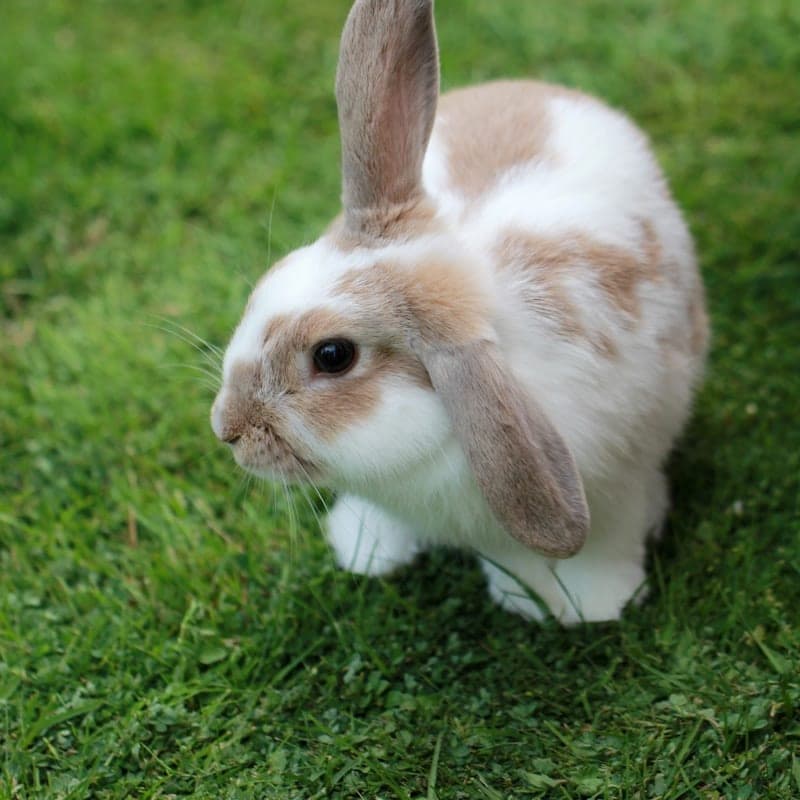 Lapin bélier blanc et brun