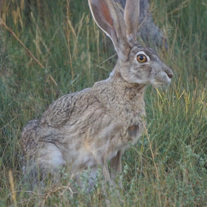 Lapin Géant des Flandres brun
