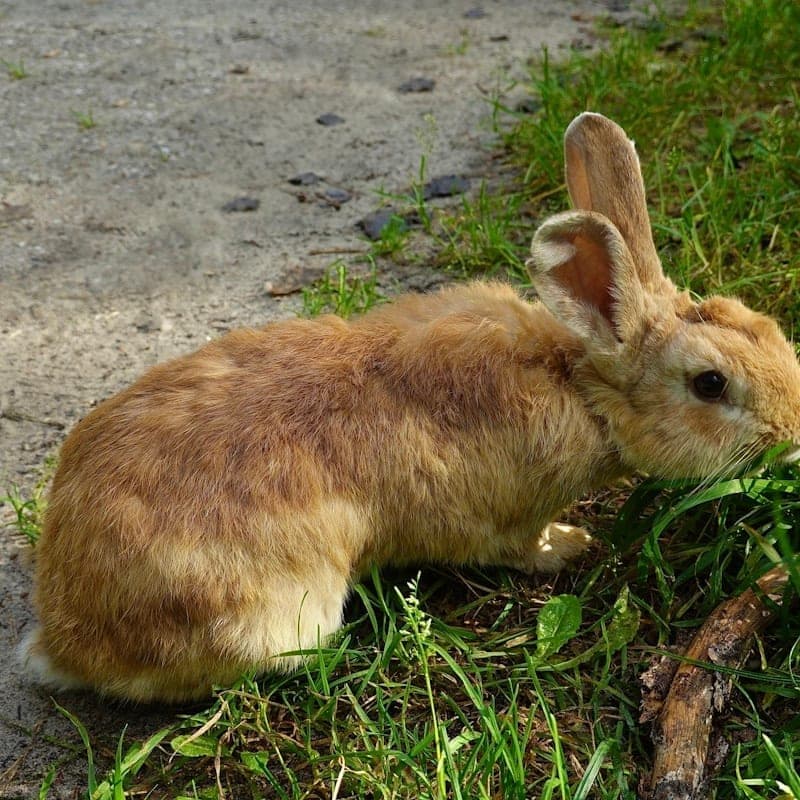 Lapin himalayen blanc avec extrémités sombres