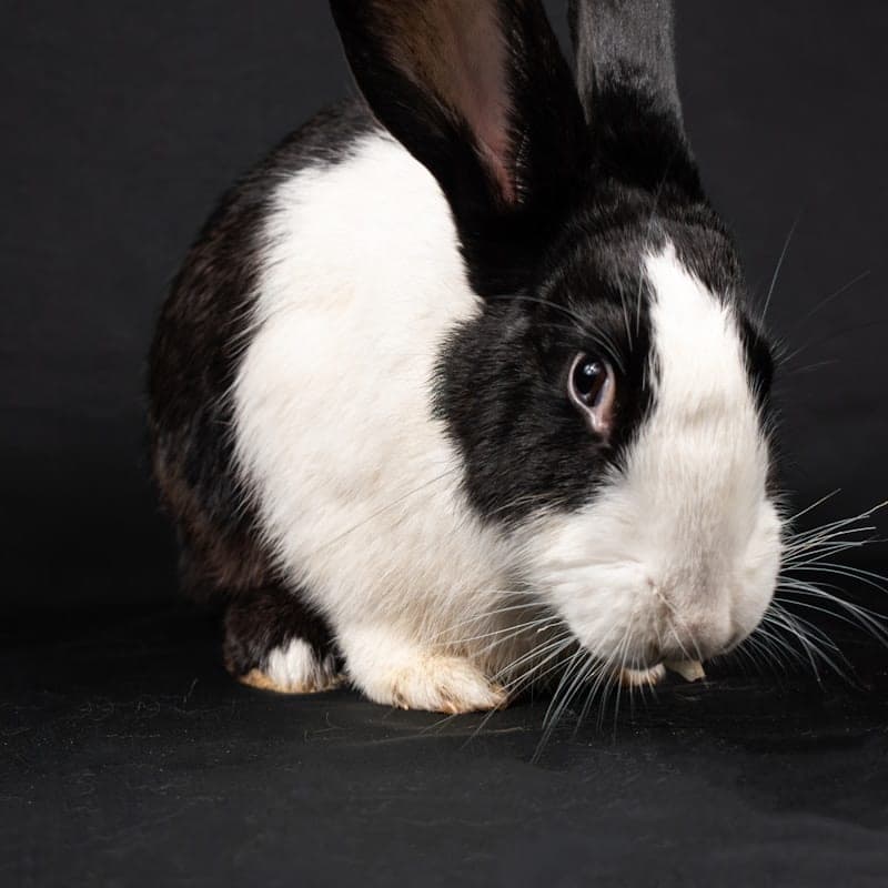 Lapin hollandais noir et blanc