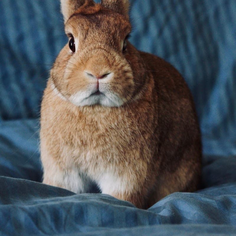 Lapin nain brun