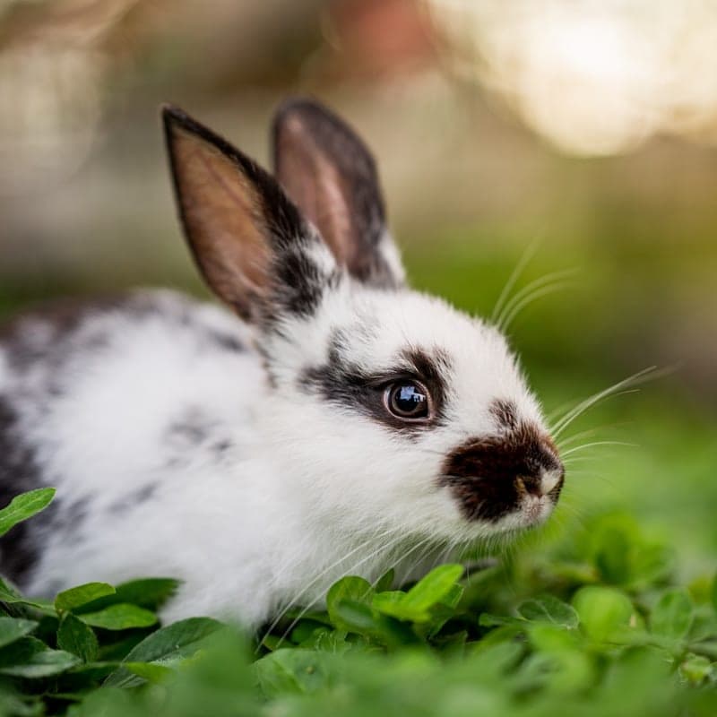 Lapin Papillon noir et blanc