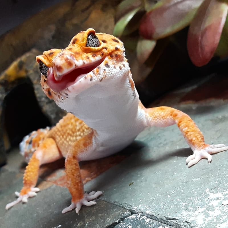 Gecko léopard sur une table en bois