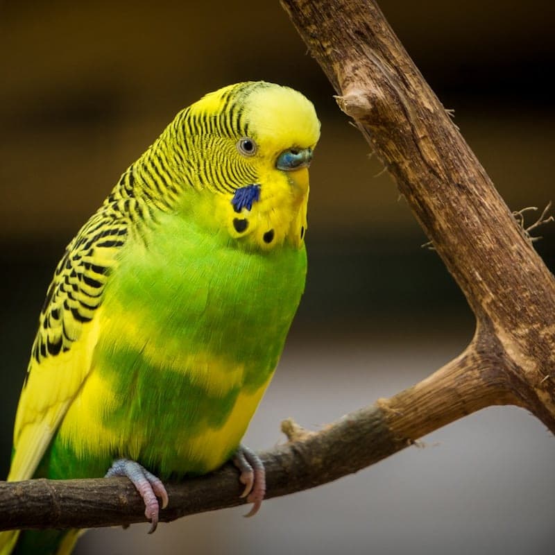 Perruche ondulée verte et jaune