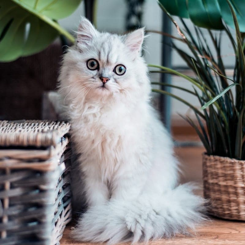 Chat Persan blanc poil long