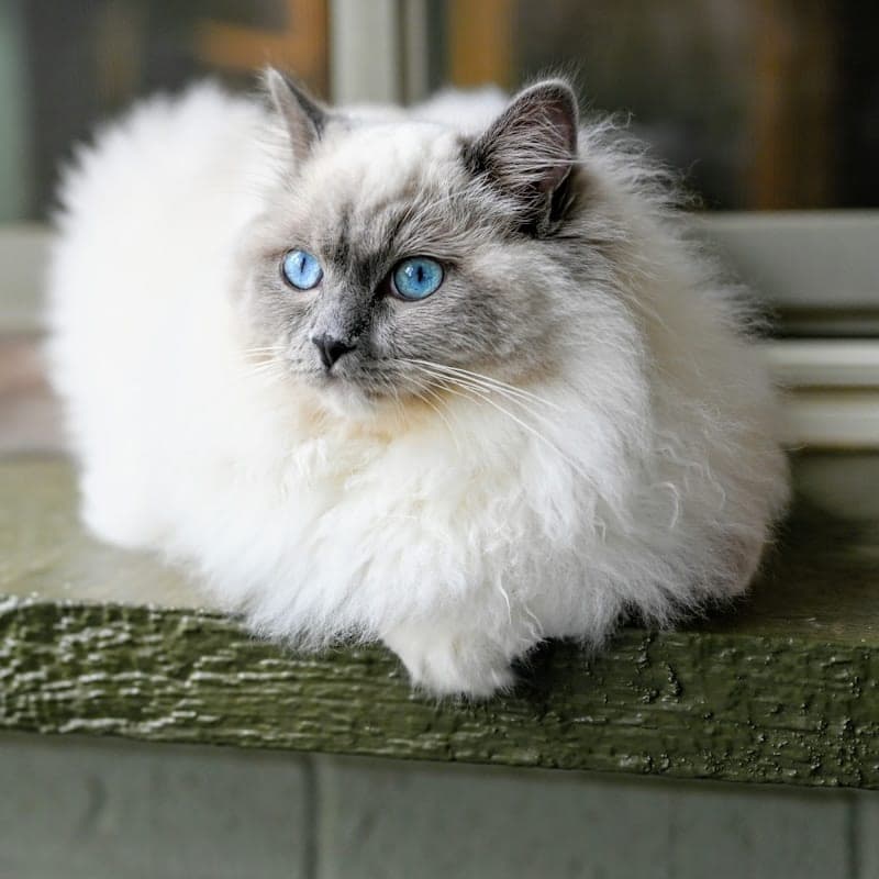 Ragdoll blanc et gris poil long