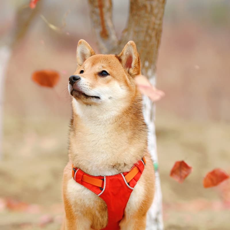 Shiba Inu roux à côté d'un arbre