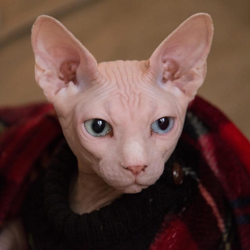 Chat Sphynx sans poil sous textile rouge