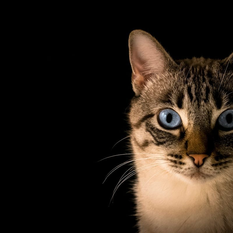 Chat européen tabby aux yeux bleus en portrait sur fond noir, race nationale française reconnue LOOF