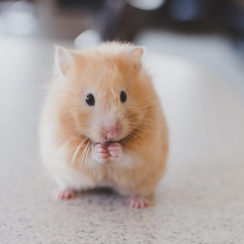 Hamster Syrien doré, race de hamster solitaire la plus connue