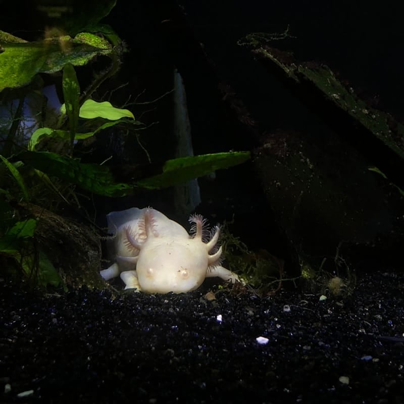 Axolotl en aquarium, salamandre néoténique du Mexique CITES II