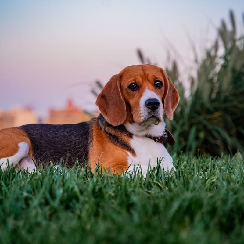 Beagle tricolore sur herbe verte, chien de chasse anglais sociable