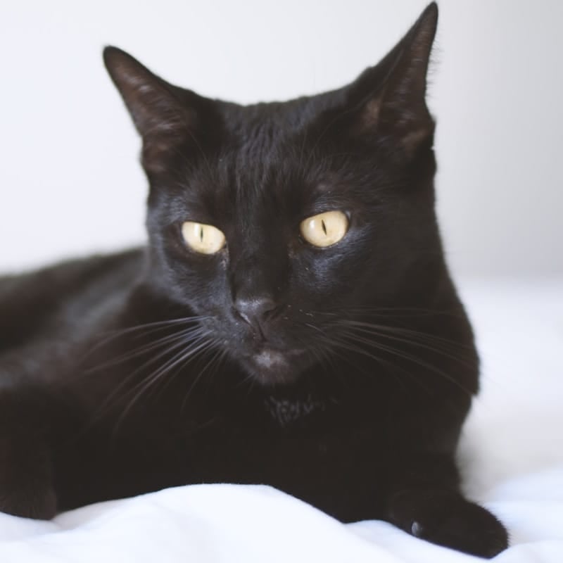 Chat Bombay noir jais aux yeux cuivre, race mini-panthère