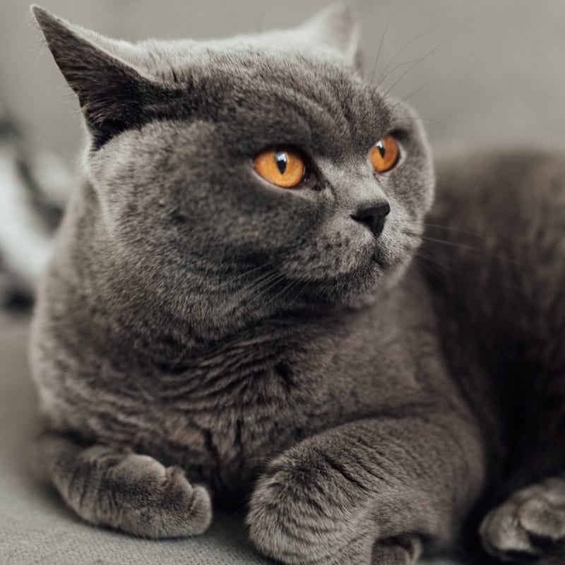 British Shorthair gris bleu peluche, race britannique trapue