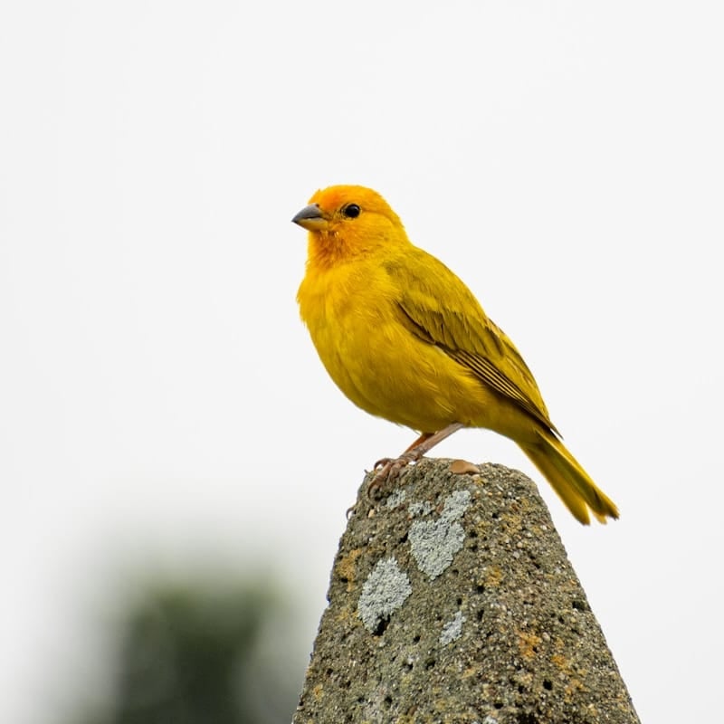 Canari jaune sur rocher, oiseau chanteur des îles Canaries