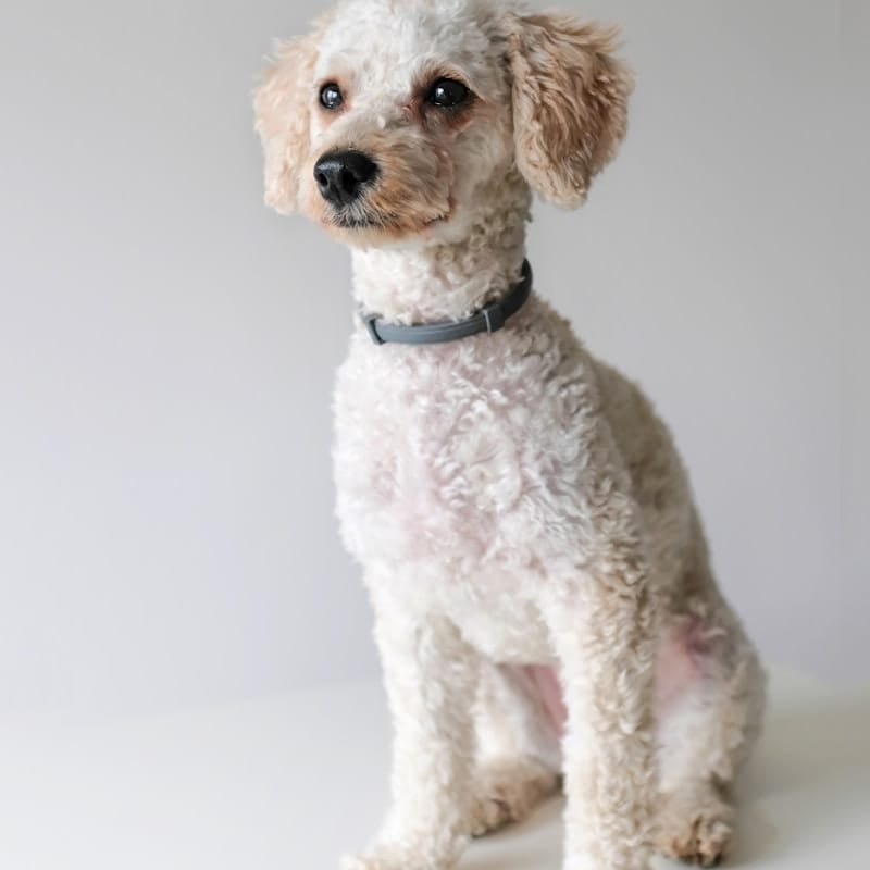 Caniche blanc au pelage bouclé, race française hypoallergénique