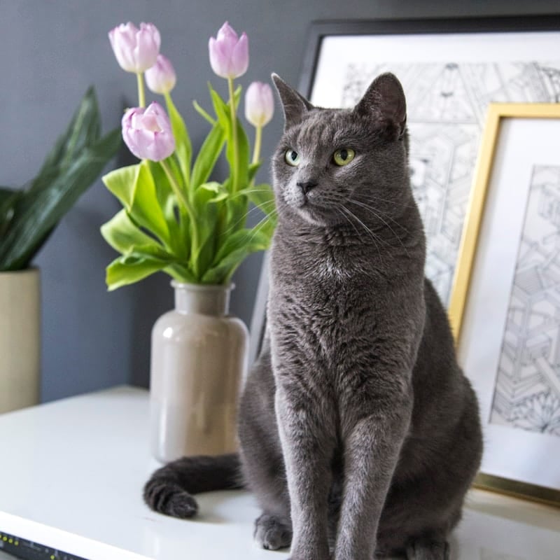 Chat Chartreux bleu-gris aux yeux dorés, race française patrimoniale