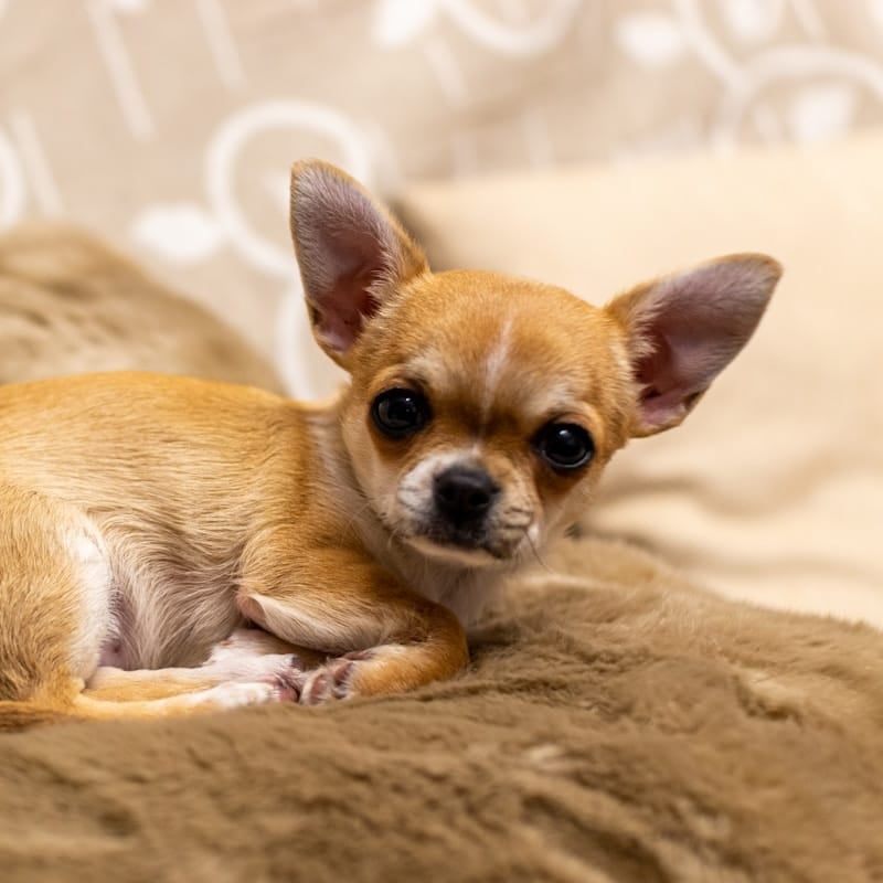 Chiot Chihuahua brun en gros plan, plus petite race canine au monde