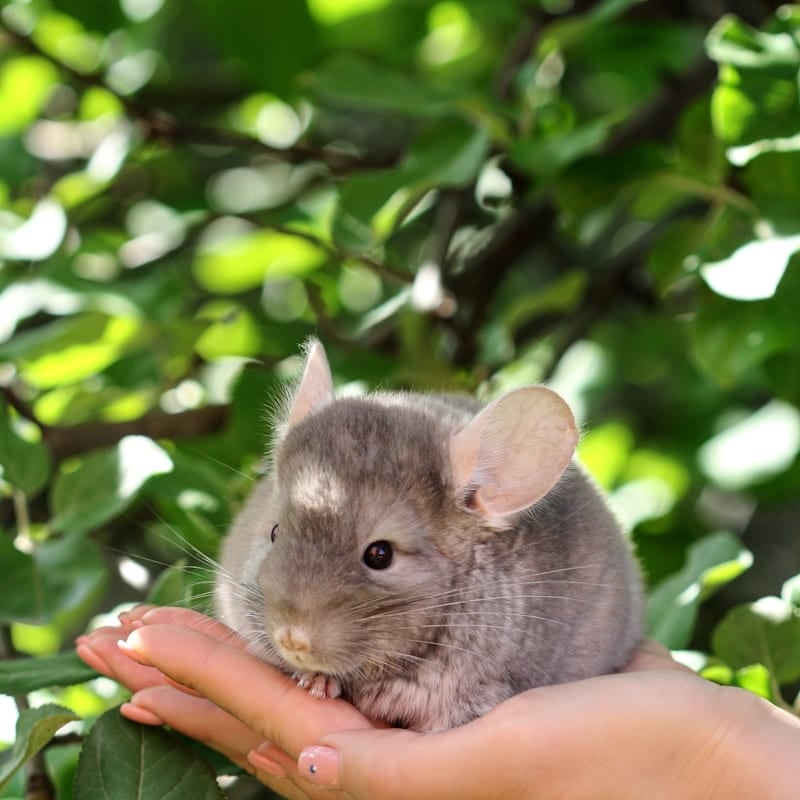 Chinchilla gris dans une main, rongeur des Andes au pelage le plus dense