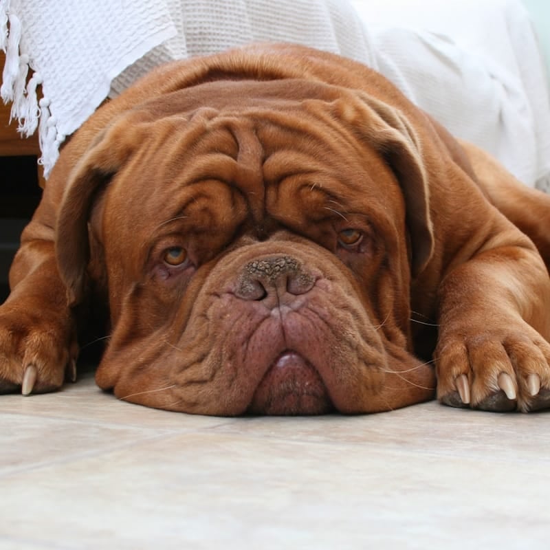 Dogue de Bordeaux fauve en portrait, molossoïde français massif