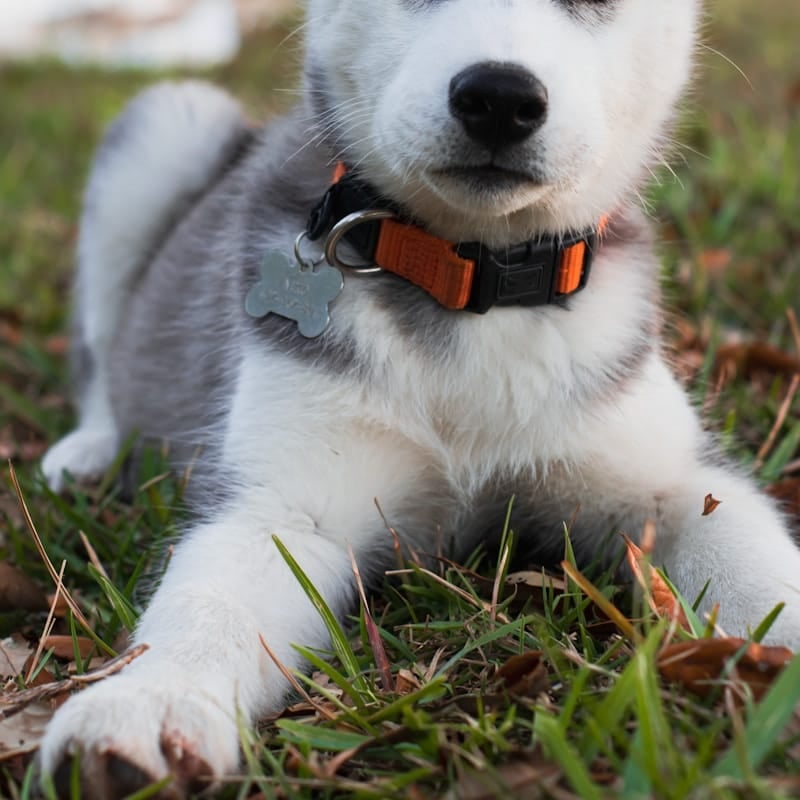 Chiot Husky Sibérien aux yeux bleus, chien de traîneau russe