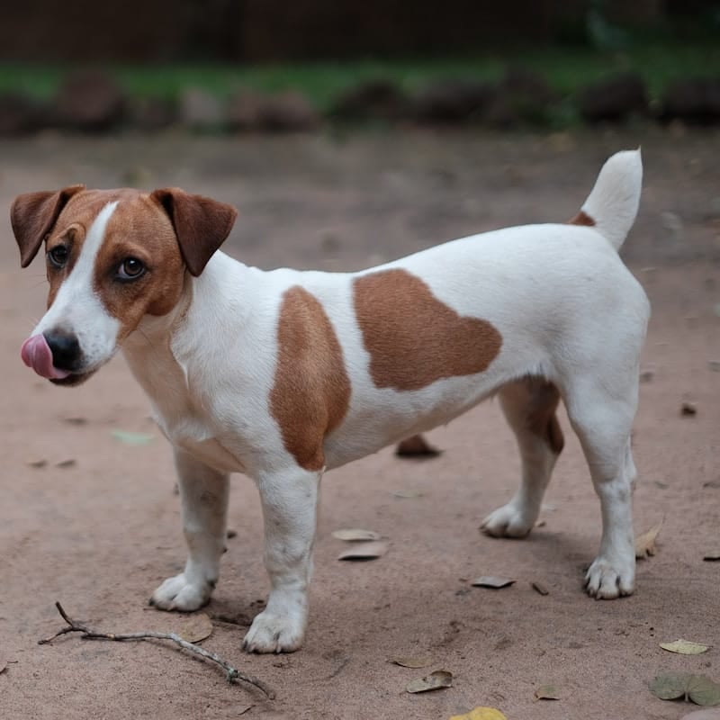 Jack Russell Terrier blanc et brun, petit terrier de chasse anglais