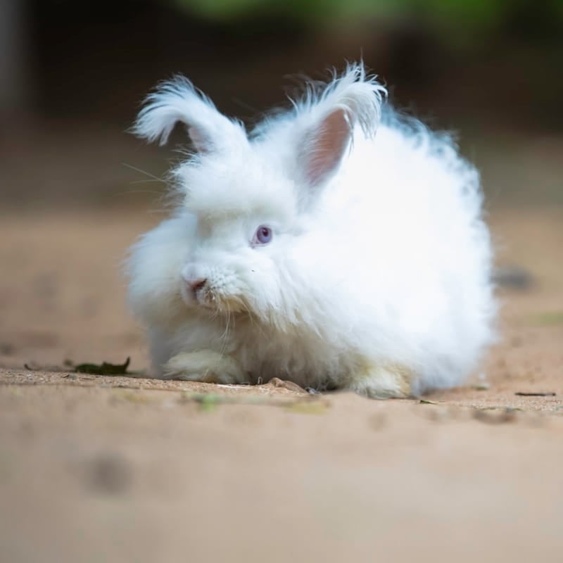 Lapin Angora blanc à laine longue, race produisant la fibre angora