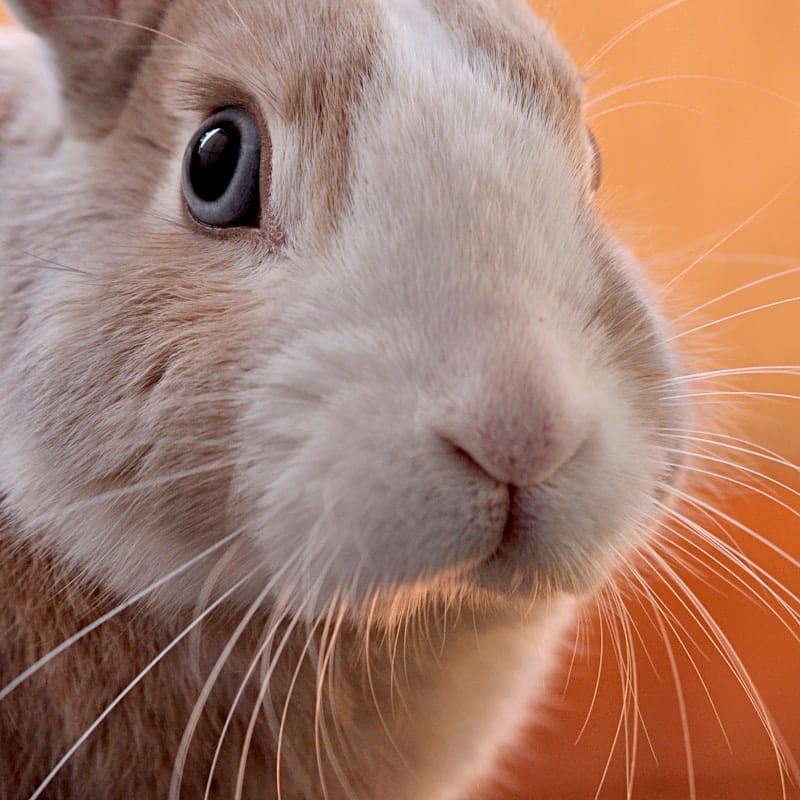 Lapin Blanc de Vienne au pelage blanc pur et yeux bleus, race autrichienne