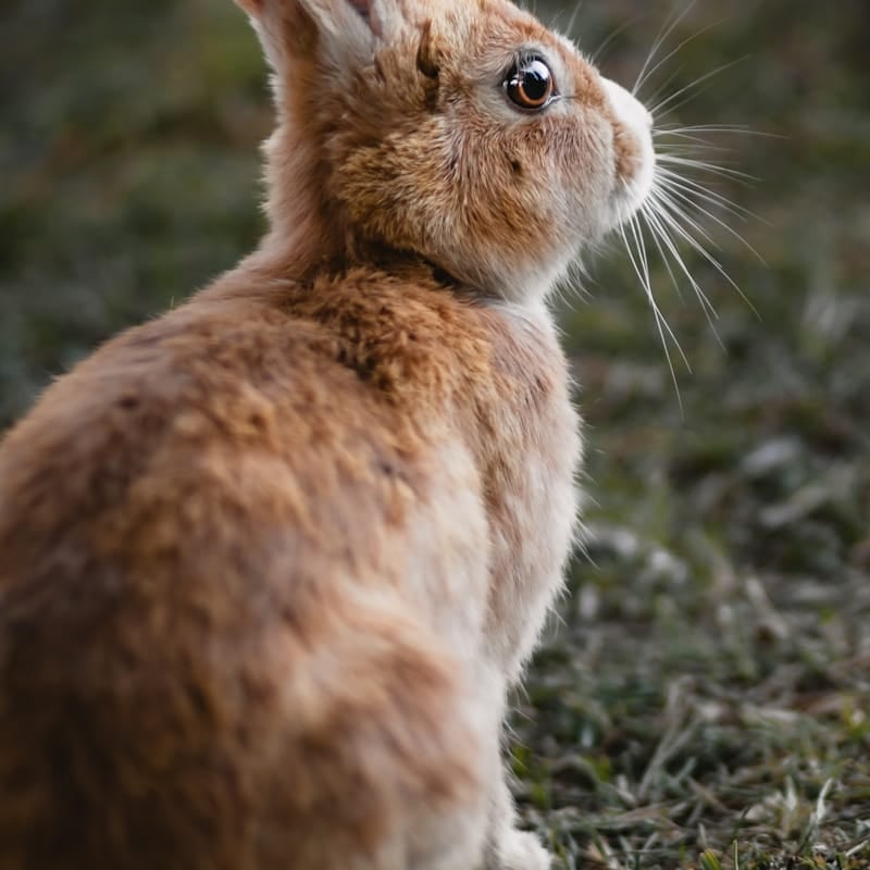 Lapin Castor Rex brun acajou au pelage velouté, variété de Rex