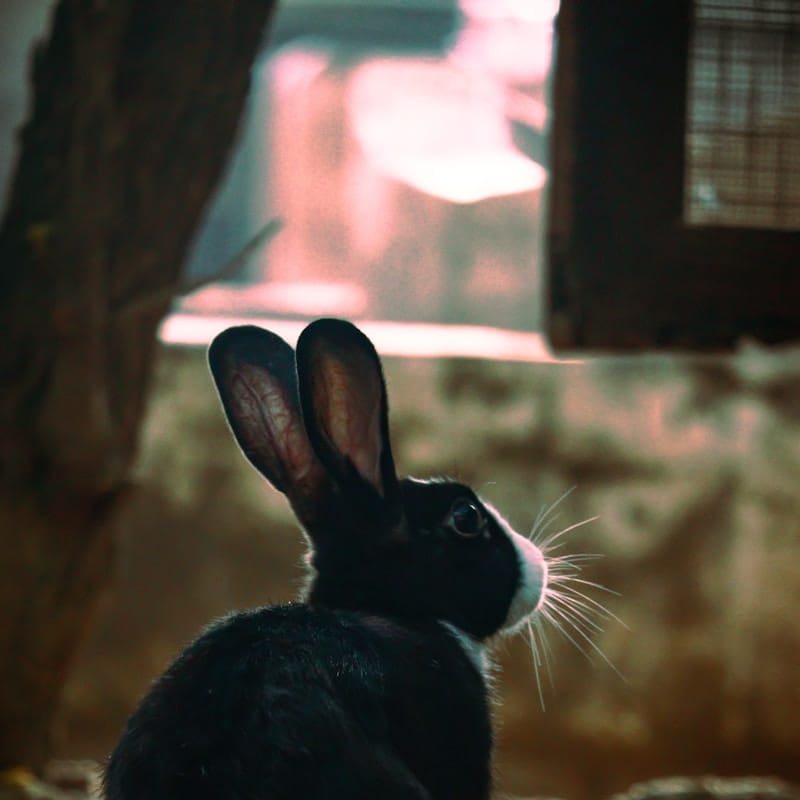 Lapin Crétien noir argenté, race française patrimoniale rare