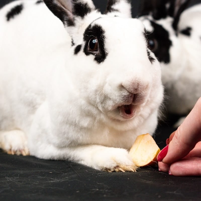 Lapin Rex au pelage velouté caractéristique, race française