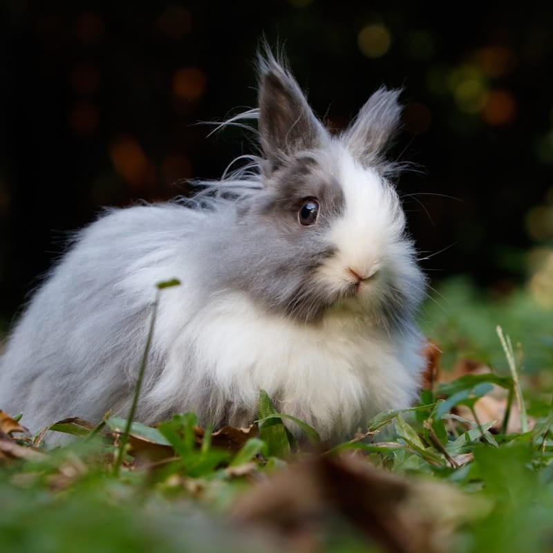 Lapin Tête de Lion à crinière, race néerlandaise récente