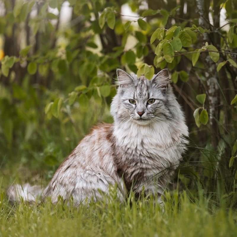 Chat des Forêts Norvégiennes en herbe, race scandinave rustique