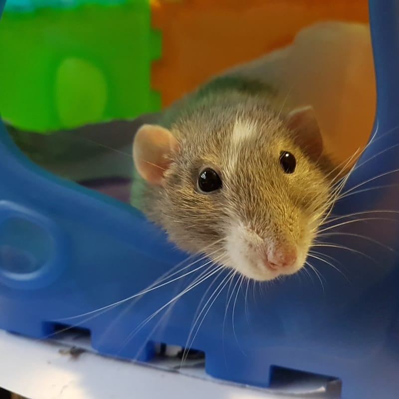 Rat domestique gris, NAC intelligent issu du rat brun